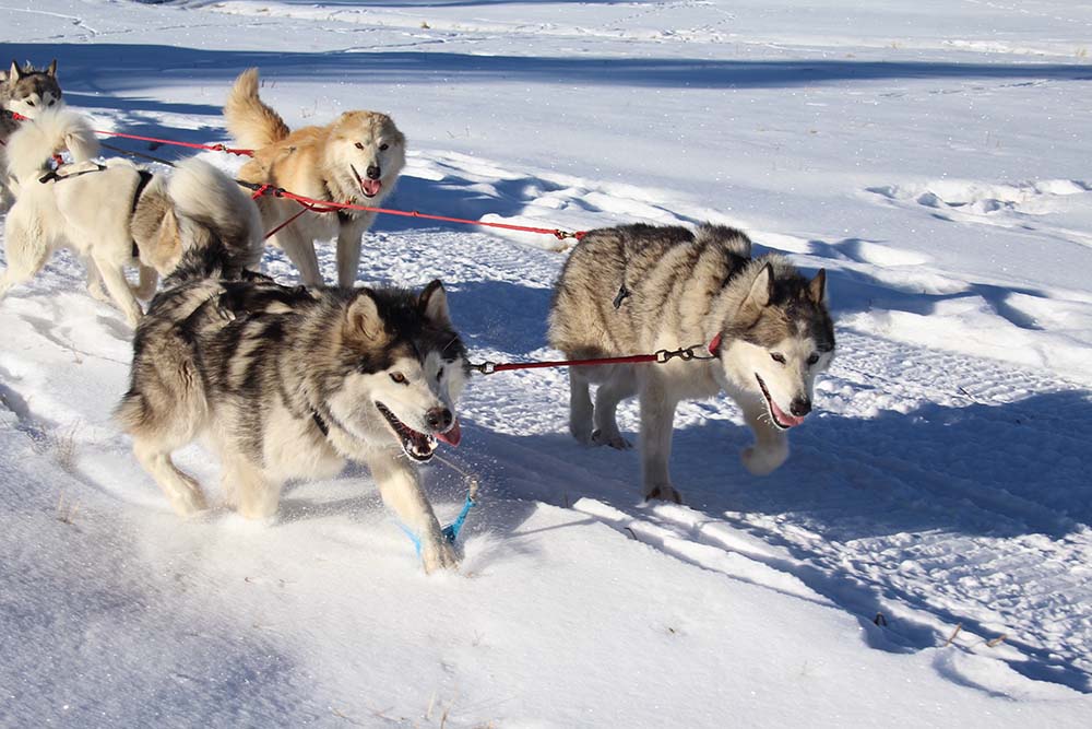 A dog sled team on a snowy trail reminds us of a well-functioning sales team. 